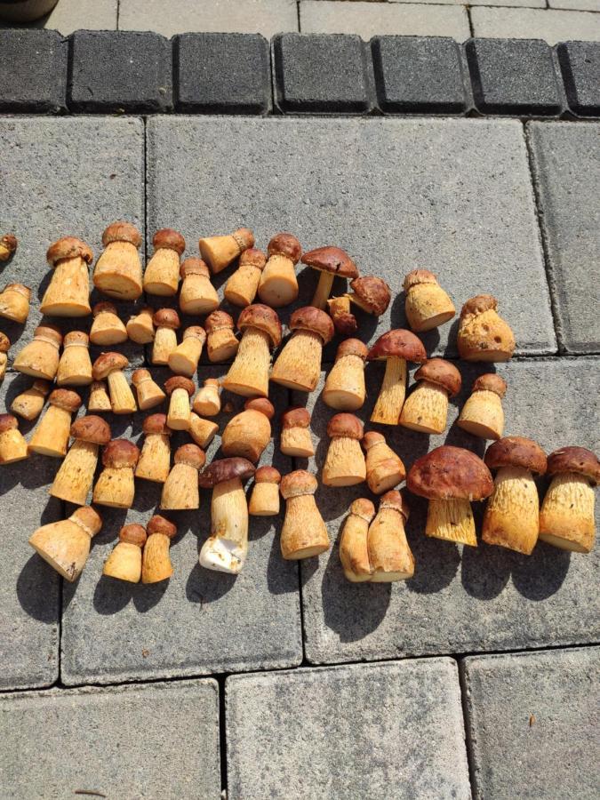 فيلا Kalinowa14 كوبالينو المظهر الخارجي الصورة